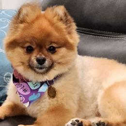 Lucy - Pomeranian