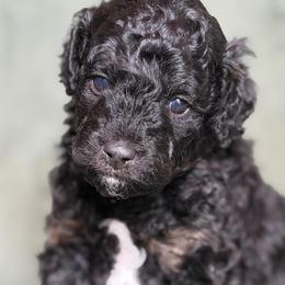 Donald - Black and white male Aussiedoodle puppy in Jackson, Tennessee from Dinah Doodles and Aussies