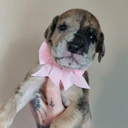 Light pink collar - Merle female Great Dane puppy in Warren, Ohio from Loyal-Loves Great Danes