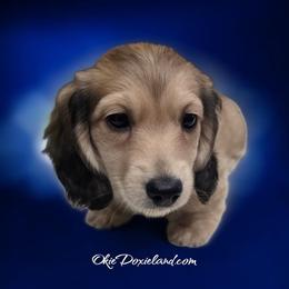 Vonwiggle bottom - Cream male Dachshund puppy in Oklahoma City, Oklahoma from OkieDoxieland Dachshunds
