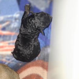 Male 4 - Black and tan male Havapoo puppy in Medina, Ohio from Momma's Minis