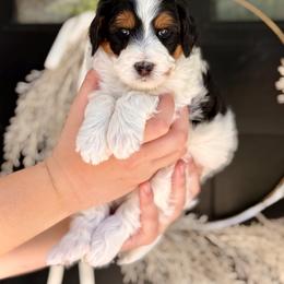 Toucan - Tri-color male Bernedoodle puppy in Salt Lake County, Utah from Coco Avenue Pups