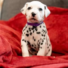 Snow - White and black female Dalmatian puppy in Cleveland, Texas from Arrowhead Dalmatians