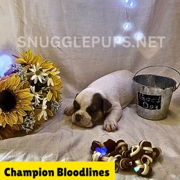Palo - Lilac tri-color male Bulldog puppy in Tremonton, Utah from Snuggle Pups