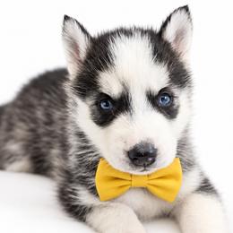Sierra - Black and white female Siberian Husky puppy in Elmwood Park, Illinois from Goldens&MiniAussiesWithFinesse
