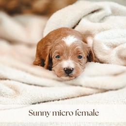 Sunny - Red  female Goldendoodle puppy in Punta Gorda, Florida from Transformation Acres Goldendoodle