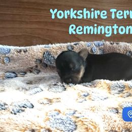 Remington 3800 - Black and gold male Yorkshire Terrier puppy in Indianapolis, Indiana from Supreme Pups