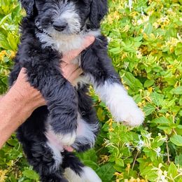 Tulip - Black and white Bernedoodle puppy in Shiloh, Georgia from Doodle Mountain