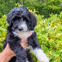Tulip - Black and white Bernedoodle puppy in Shiloh, Georgia from Doodle Mountain