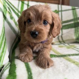 Trudie - Apricot female Goldendoodle puppy in Lowville, New York from Adirondack Goldendoodles