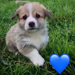 Pembroke Welsh Corgi Puppies from The King’s Corgis