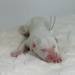 Huddle - White male Great Pyrenees puppy in San Marcos, California from Faith Family Freedom Farm