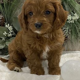 Cavapoos and Poodles from Heavn Sent Acres