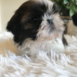 Shih Tzu Puppies from Willow Lane Shih Tzus