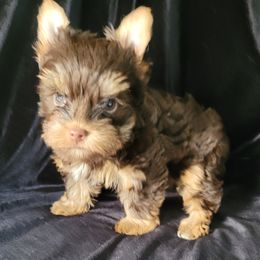 Coco - Chocolate and tan female Yorkshire Terrier puppy in Buda, Texas from BIOLA'S YORKIES