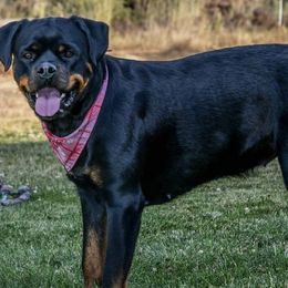 Rottweilers from One Time Breeding