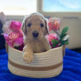 Sapphire - Golden female Double Doodle puppy in El Cajon, California from Calibear Doodles