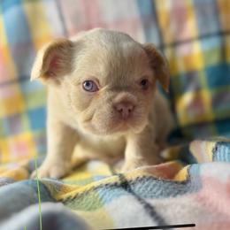 Scotch - Seal brown American Bully puppy in Washington from Sarra Gharib