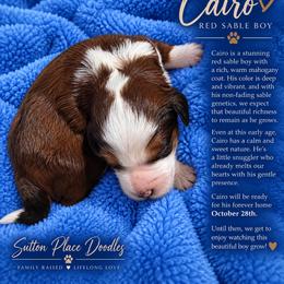 Cairo - Sable male Bernedoodle puppy in Milton, Florida from Sutton Place Doodles