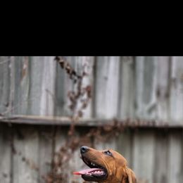 Dolph - Redbone Coonhound