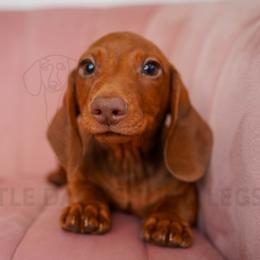 Ranger - Red male Dachshund puppy in Temecula, California from Naomi Magee's Dachshund Kennel