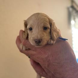 Gus - Cream male Dachshund puppy in Florida from Best Shepherds