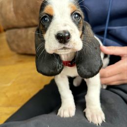 Red Collar Female - Black brown and white female Basset Hound puppy in Lindley, New York from Hill Top Basset Hounds & Cane Corso