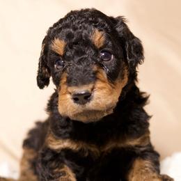 Cosmo - Phantom male Goldendoodle puppy in Palmetto Bay, Florida from SOMIDOODLES
