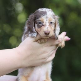 Dachshund Puppies from EntityDachs