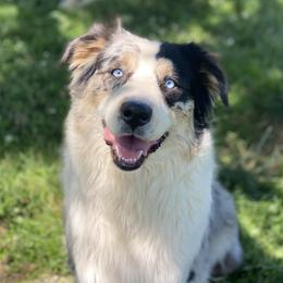 Willow - Australian Shepherd