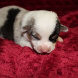 American Corgi and Pembroke Welsh Corgi Puppies from Clover Meadows Farm Corgis