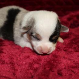 American Corgi and Pembroke Welsh Corgi Puppies from Clover Meadows Farm Corgis