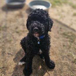 Davis - Black male Poodle puppy in Willacoochee, Georgia from Kitandkboodle's Doodles