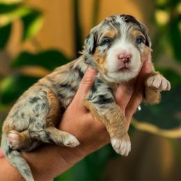 Leslie - female Australian Mountain Doodle puppy in Cortez, Colorado from Sassy Pants Pups