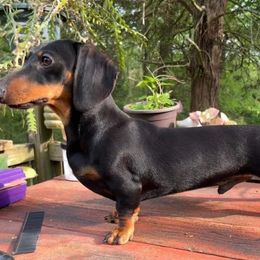 Bash - Dachshund