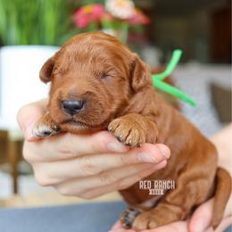 Valor - Red  male Goldendoodle puppy in Salado, Texas from Red Ranch Dogs