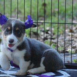 Pixie - Gray and white female American Corgi puppy in Lithia, Florida from Diamondcrest Inc