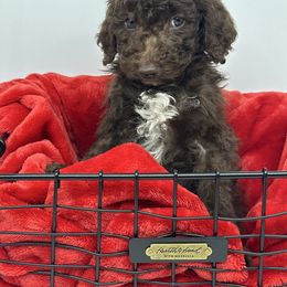 Vixen - Chocolate male Cavapoo puppy in Austin, Texas from Doodles of Central Texas