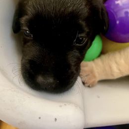 Labrador Retriever Puppies from Joy Luck Labs, LLC