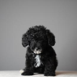 Betsy -Orange Collar - Tri-color female Bernedoodle puppy in Caldwell, Idaho from Boise Doodle Co.