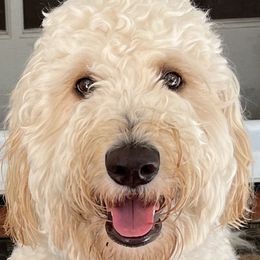 Scout - Goldendoodle