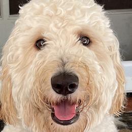 Scout - Goldendoodle