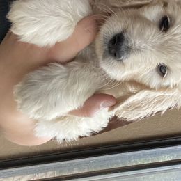 Goldendoodle Puppies from O’Hara Doodles