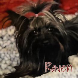 Raven - Yorkshire Terrier