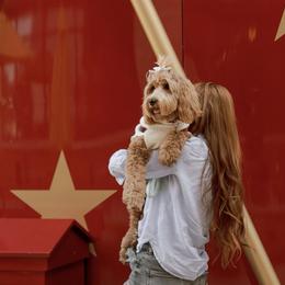 Goldendoodle All Grown Up from The Puppy Nest