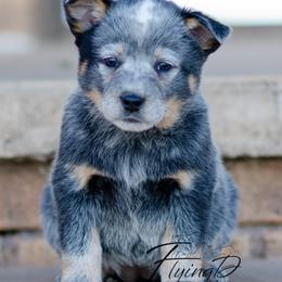 Rosedale - Blue female Australian Cattle Dog puppy in Fairview, Oklahoma from Flying D Kennels
