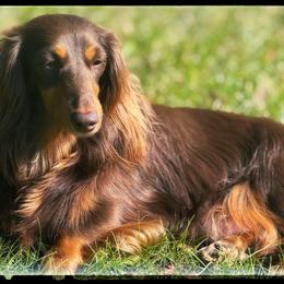 Mila - Dachshund