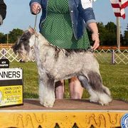 Rosy - Standard Schnauzer