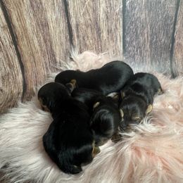 Titan - Blue and gold male Yorkshire Terrier puppy in Tulsa, Oklahoma from Conns Cuddly Canines