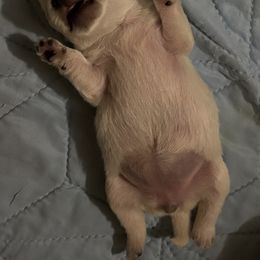 West Highland White Terrier Puppies from Westend Westies